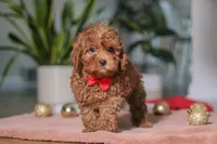 Tucker, a male Cavapoo for sale in Millersburg, OH – Photo 5 of 6