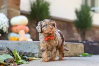 Huckleberry, a male Cavapoo for sale in Millersburg, OH – 2 of 7
