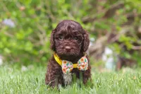 Teddy, a male Cockapoo for sale in Millersburg, OH – 2 of 6