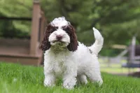 Joselyn, a female Cockapoo for sale in Millersburg, OH – 4 of 5