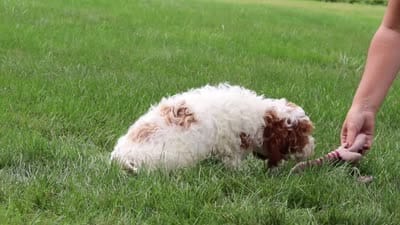 Baxter, a male Cockapoo for sale in Millersburg, OH – 6 of 6