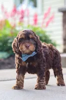 Warren, a male Cockapoo for sale in Millersburg, OH – 7 of 8