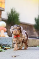 Huckleberry, a male Cavapoo for sale in Millersburg, OH – 4 of 7