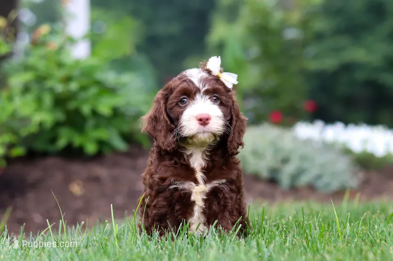 Hazel – Cockapoo puppy for sale in Millersburg, OH