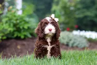 Hazel, a female Cockapoo for sale in Millersburg, OH – 1 of 8