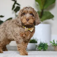 Ace, a male Cockapoo for sale in Millersburg, OH – Photo 2 of 5