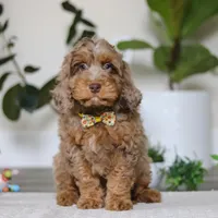 Ace, a male Cockapoo for sale in Millersburg, OH – Photo 5 of 5