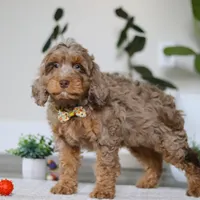 Ace, a male Cockapoo for sale in Millersburg, OH – Photo 3 of 5