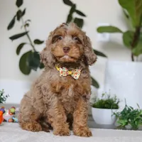 Ace, a male Cockapoo for sale in Millersburg, OH – Photo 1 of 5