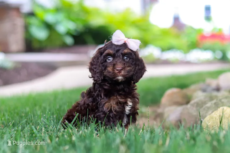 Sophie – Cockapoo puppy for sale in Millersburg, OH