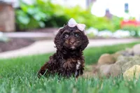Sophie, a female Cockapoo for sale in Millersburg, OH – 1 of 10