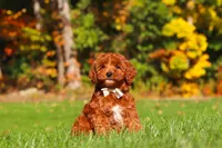 Sienna, a female Cockapoo for sale in Millersburg, OH – 7 of 8