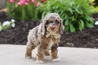 Hudson, a male Cockapoo for sale in Millersburg, OH – 7 of 8