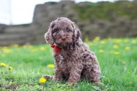 Iggy, a male Cockapoo for sale in Millersburg, OH – Photo 3 of 5