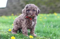 Iggy, a male Cockapoo for sale in Millersburg, OH – Photo 5 of 5