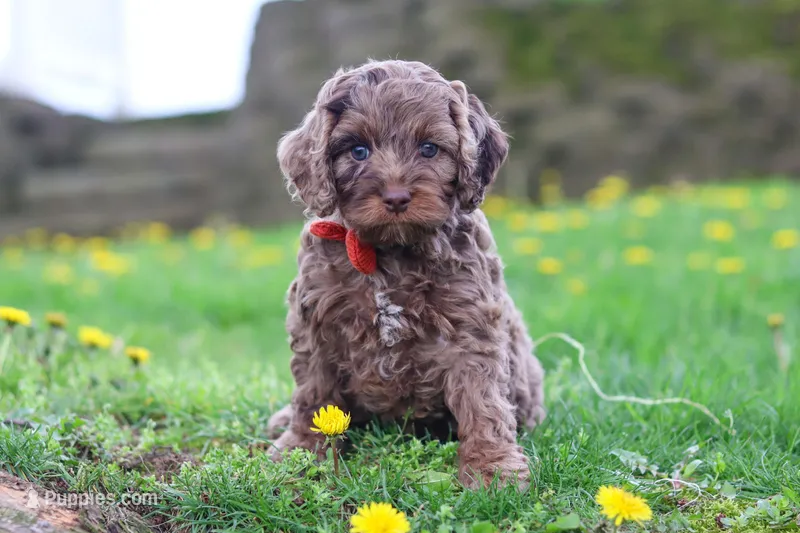 Iggy – Cockapoo puppy for sale in Millersburg, OH
