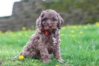 Iggy, a male Cockapoo for sale in Millersburg, OH – Photo 2 of 5