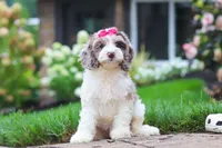 Nicole, a female Cockapoo for sale in Millersburg, OH – 5 of 8