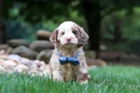 Oakley, a male Cockapoo for sale in Millersburg, OH – 2 of 8