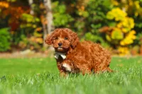 Sienna, a female Cockapoo for sale in Millersburg, OH – 3 of 8