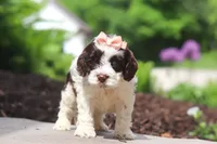 Lola, a female Cockapoo for sale in Millersburg, OH – 3 of 6