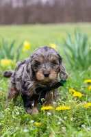Gabriel, a male Cavapoo for sale in Millersburg, OH – Photo 9 of 9