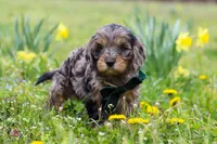 Gabriel, a male Cavapoo for sale in Millersburg, OH – Photo 2 of 9