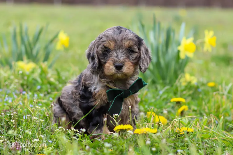 Gabriel – Cavapoo puppy for sale in Millersburg, OH
