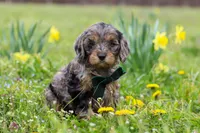 Gabriel, a male Cavapoo for sale in Millersburg, OH – Photo 1 of 9