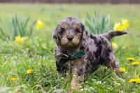 Gabriel, a male Cavapoo for sale in Millersburg, OH – Photo 8 of 9