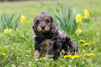 Gabriel, a male Cavapoo for sale in Millersburg, OH – Photo 5 of 9