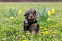 Gabriel, a male Cavapoo for sale in Millersburg, OH – Photo 4 of 9