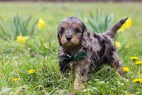 Gabriel, a male Cavapoo for sale in Millersburg, OH – Photo 3 of 9