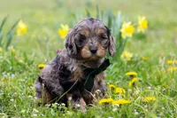 Gabriel, a male Cavapoo for sale in Millersburg, OH – Photo 6 of 9