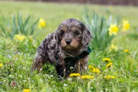 Gabriel, a male Cavapoo for sale in Millersburg, OH – Photo 7 of 9
