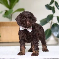 Jewel, a female Cockapoo for sale in Millersburg, OH – Photo 3 of 6