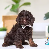 Jewel, a female Cockapoo for sale in Millersburg, OH – Photo 6 of 6
