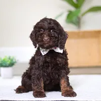 Jewel, a female Cockapoo for sale in Millersburg, OH – Photo 5 of 6