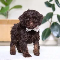 Jewel, a female Cockapoo for sale in Millersburg, OH – Photo 1 of 6