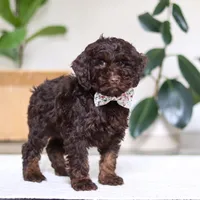 Jewel, a female Cockapoo for sale in Millersburg, OH – Photo 2 of 6