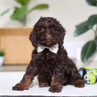 Jewel, a female Cockapoo for sale in Millersburg, OH – Photo 4 of 6