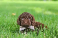 Casey, a female Cockapoo for sale in Millersburg, OH – 2 of 6