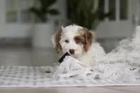 Jewel, a female Cockapoo for sale in Millersburg, OH – 7 of 7