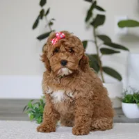 Beverly, a female Cockapoo for sale in Millersburg, OH – Photo 5 of 6