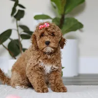 Beverly, a female Cockapoo for sale in Millersburg, OH – Photo 2 of 6
