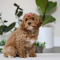 Beverly, a female Cockapoo for sale in Millersburg, OH – Photo 6 of 6