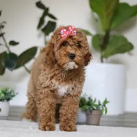Beverly, a female Cockapoo for sale in Millersburg, OH – Photo 3 of 6