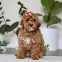 Beverly, a female Cockapoo for sale in Millersburg, OH – Photo 4 of 6