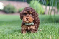 Seth, a male Cockapoo for sale in Millersburg, OH – 2 of 9