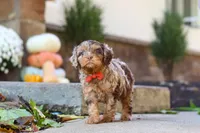 Huckleberry, a male Cavapoo for sale in Millersburg, OH – 3 of 7